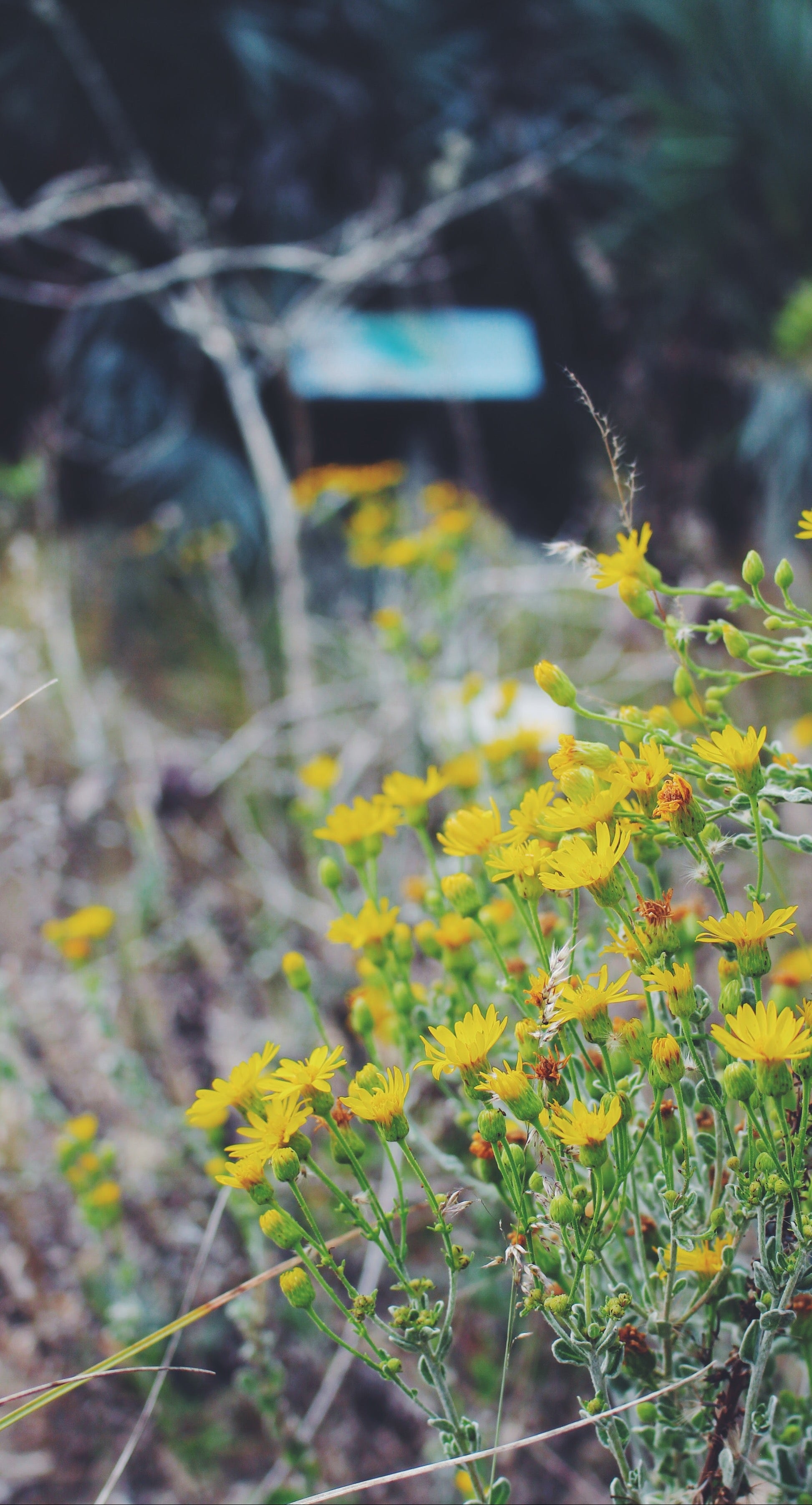 Yellow flowers in a natural setting with a blurred background