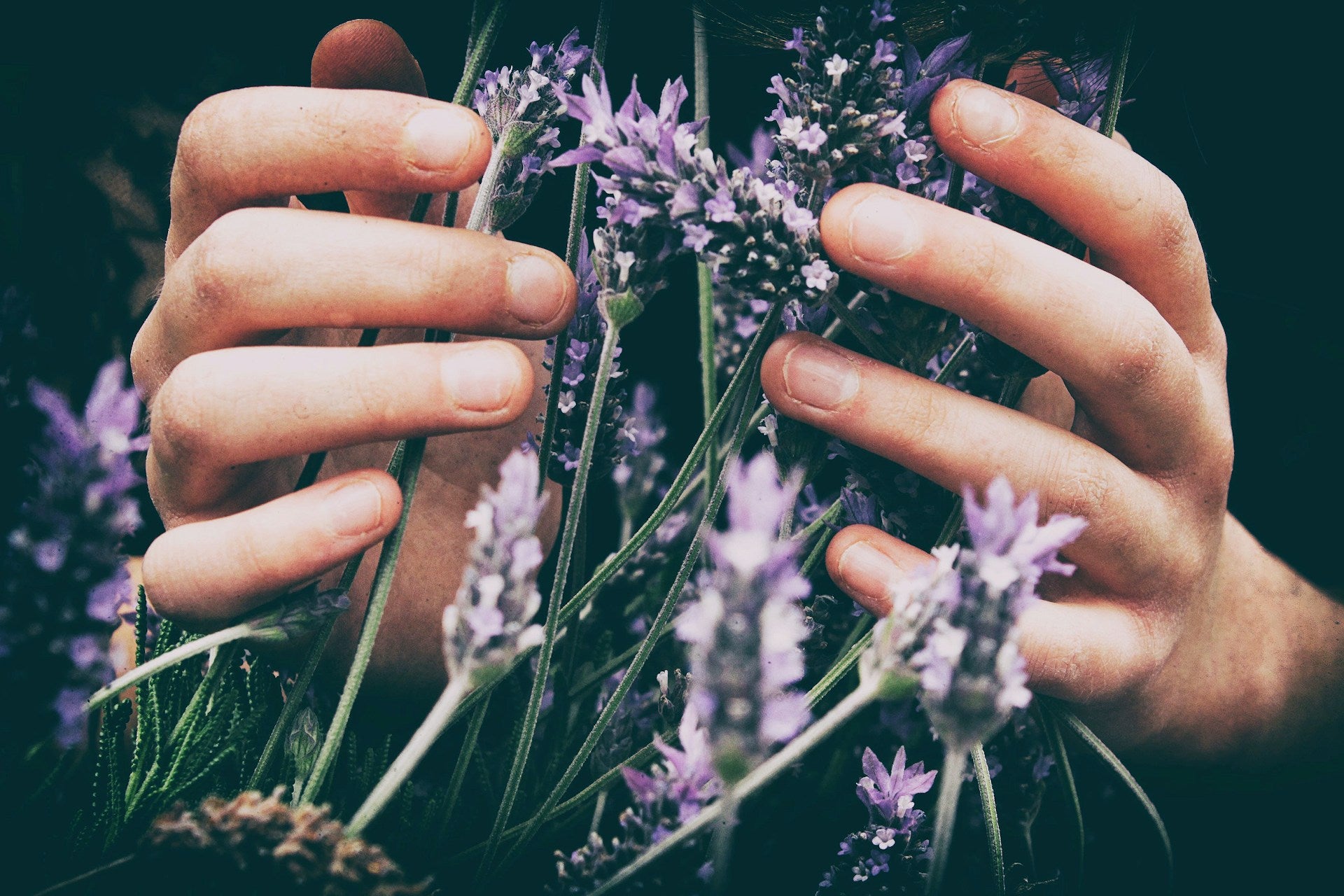 Hands holding a bundle of lavender flowers against a dark background