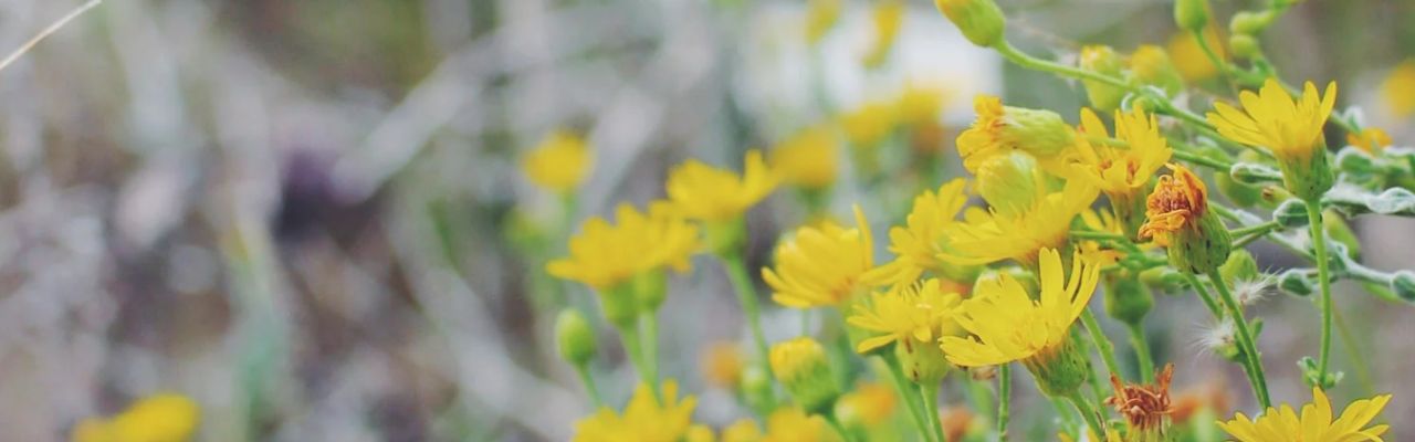 field of bright yellow flowers